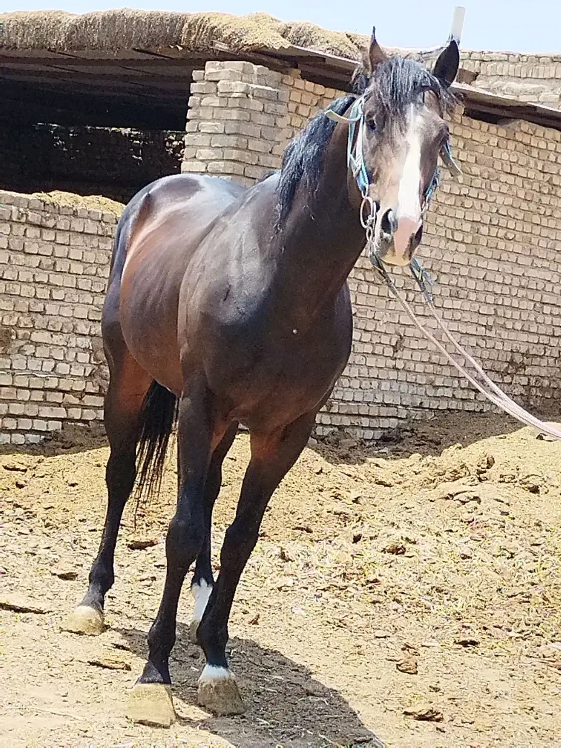 اسب|اسب و تجهیزات اسب‌سواری|پیشوا, |دیوار