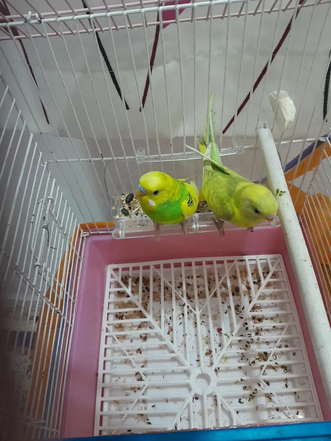 مرغ عشق اسطوره|پرنده|کرمان, |دیوار