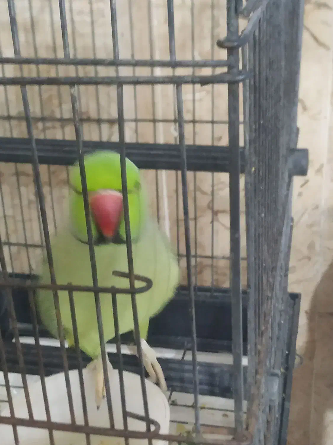 ملنگو سخنگو|پرنده|قشم, |دیوار