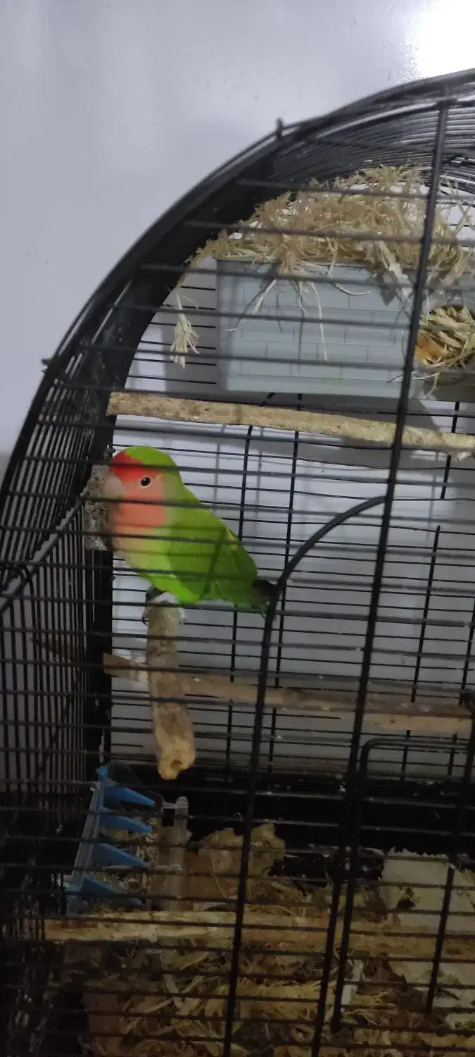 طوطی کوتوله برزیلی|پرنده|رودسر, |دیوار