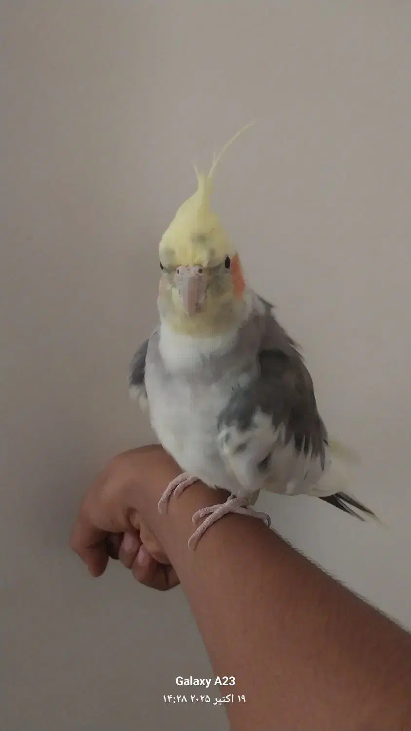 عروس هلندی نر|پرنده|اراک, |دیوار