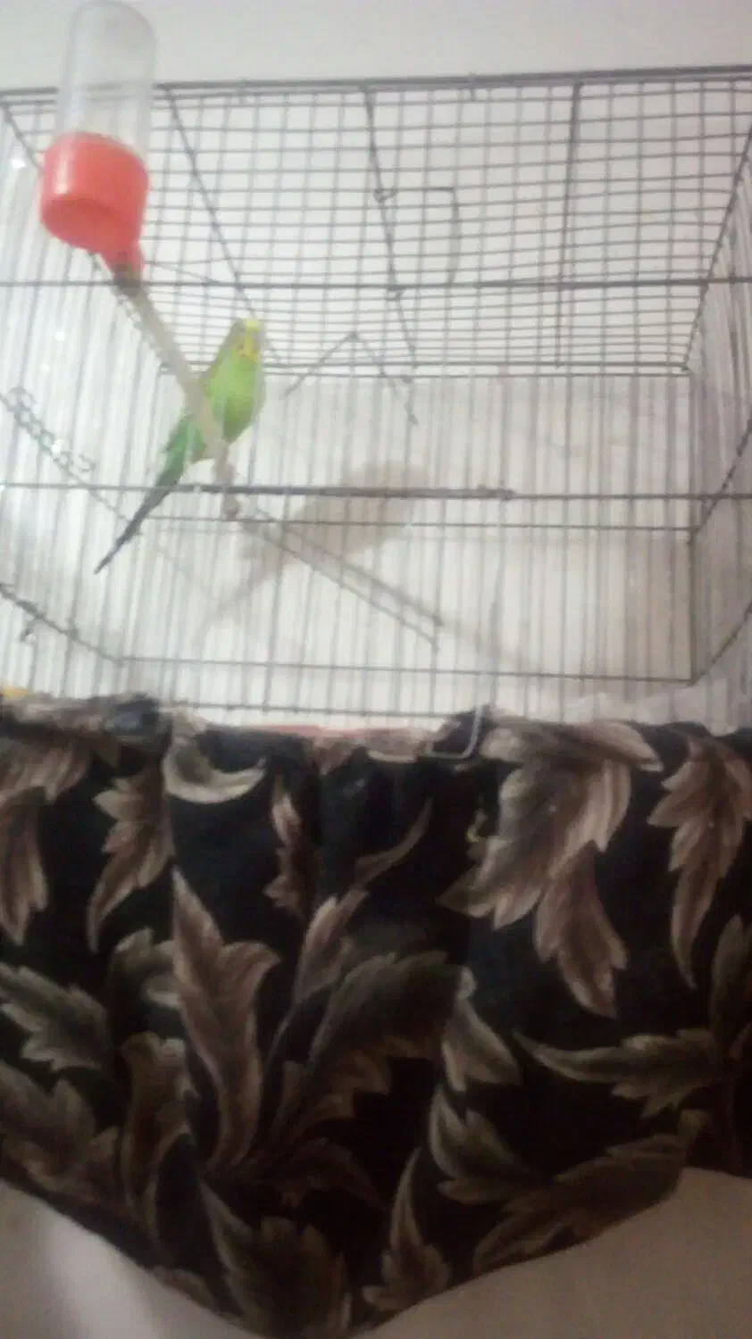 عروس هلندی وگربه ومرغ عشق|پرنده|تفت, |دیوار