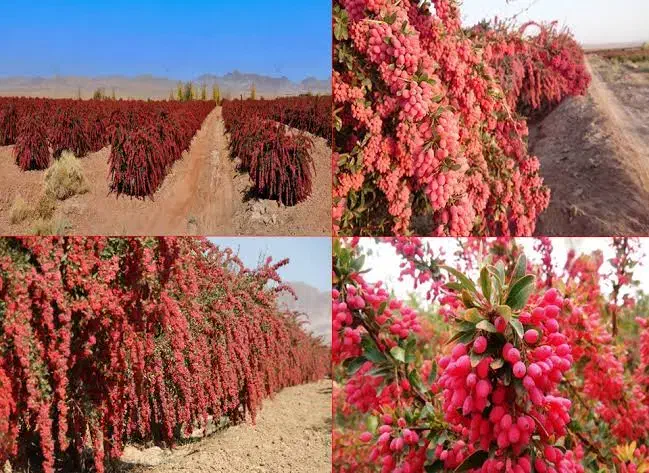 نهال زرشک و انواع نهال دیگر|گل و گیاه طبیعی|پیشخور, |دیوار