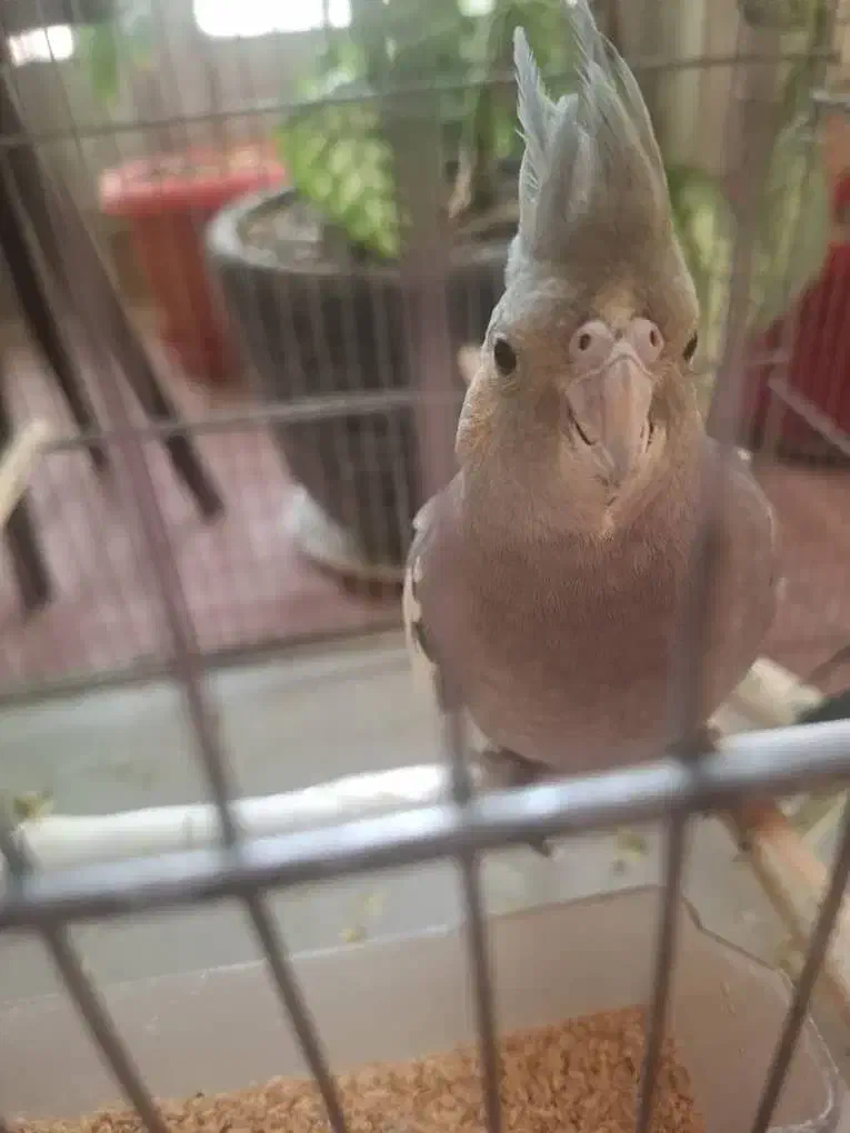 عروس هلندی|پرنده|تهران, شهرک زینبیه|دیوار