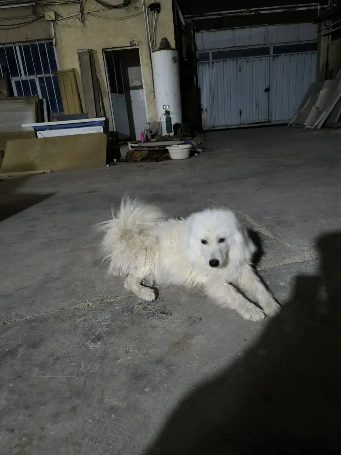 سگ سامویید گمشده|سگ|بهارستان, |دیوار