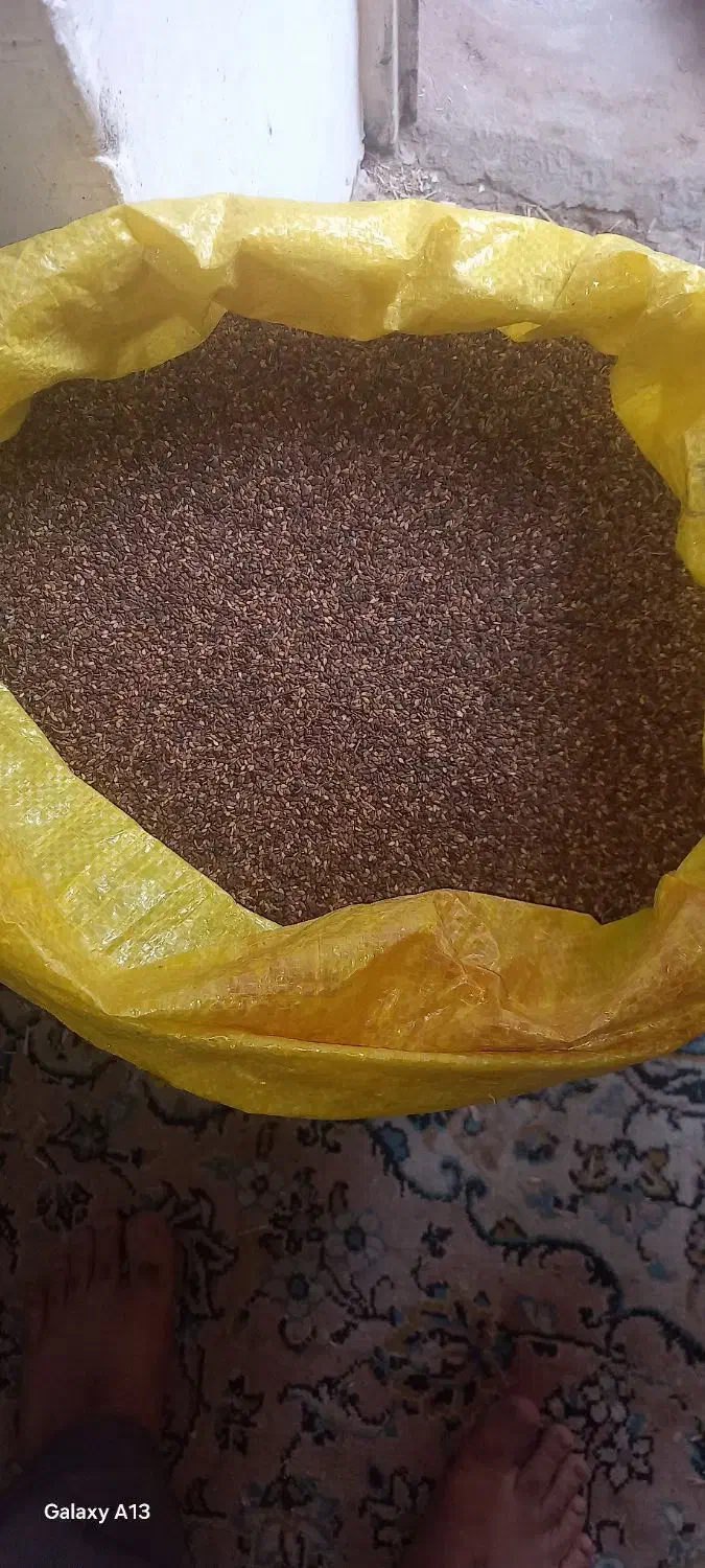 کنجد|حراج|برازجان, |دیوار