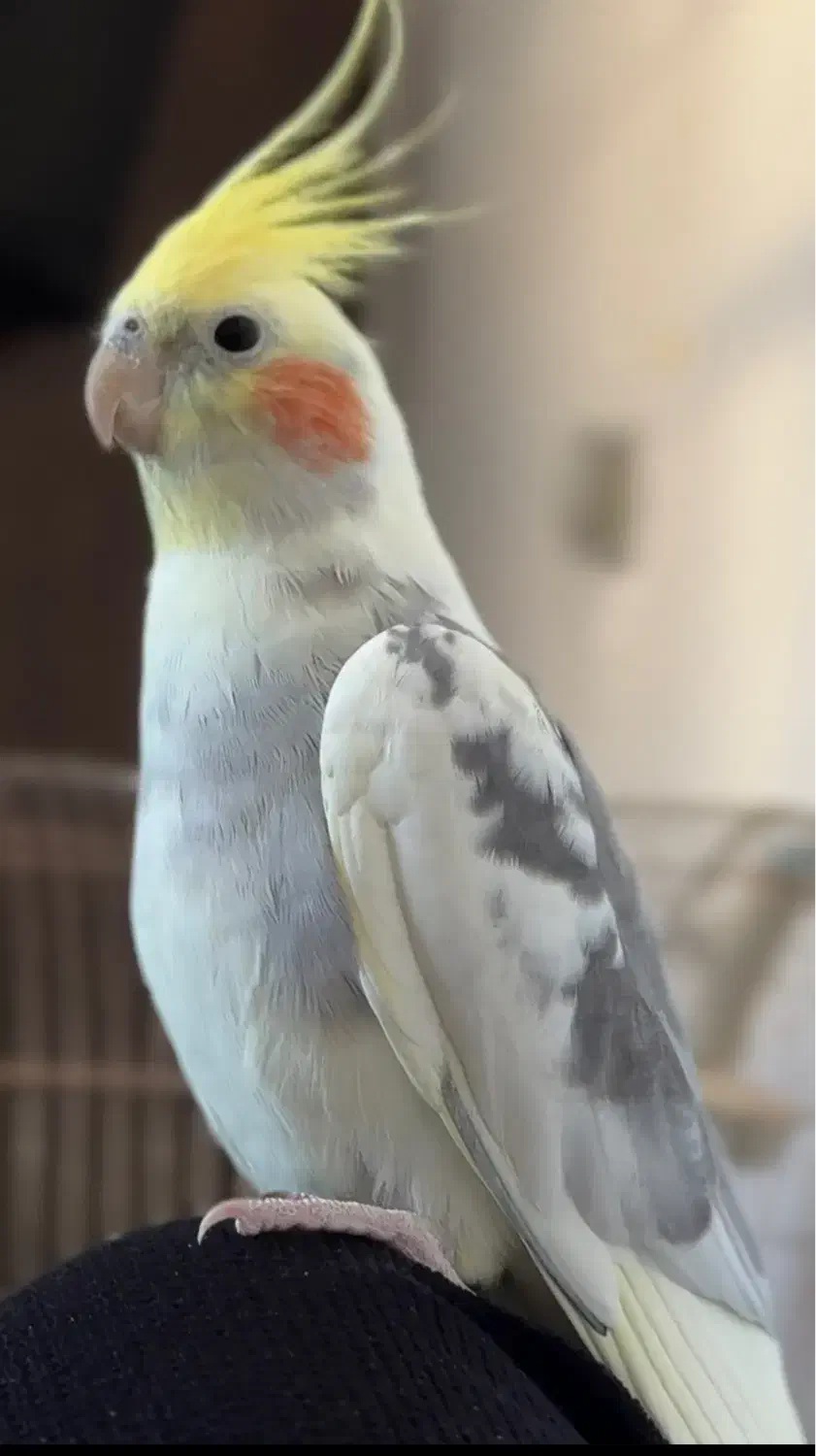 عروس هلندی گمشده در چهل متری کوار|پرنده|کوار, |دیوار