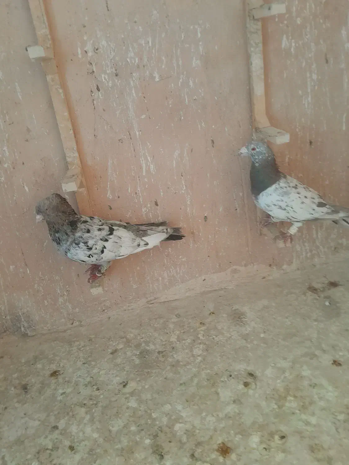 کبوتر رنگی|پرنده|اسفراین, |دیوار