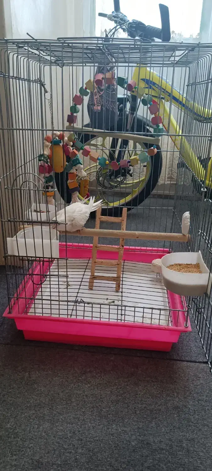 عروس هلندی آلبینو (کنارک)|پرنده|کنارک, |دیوار