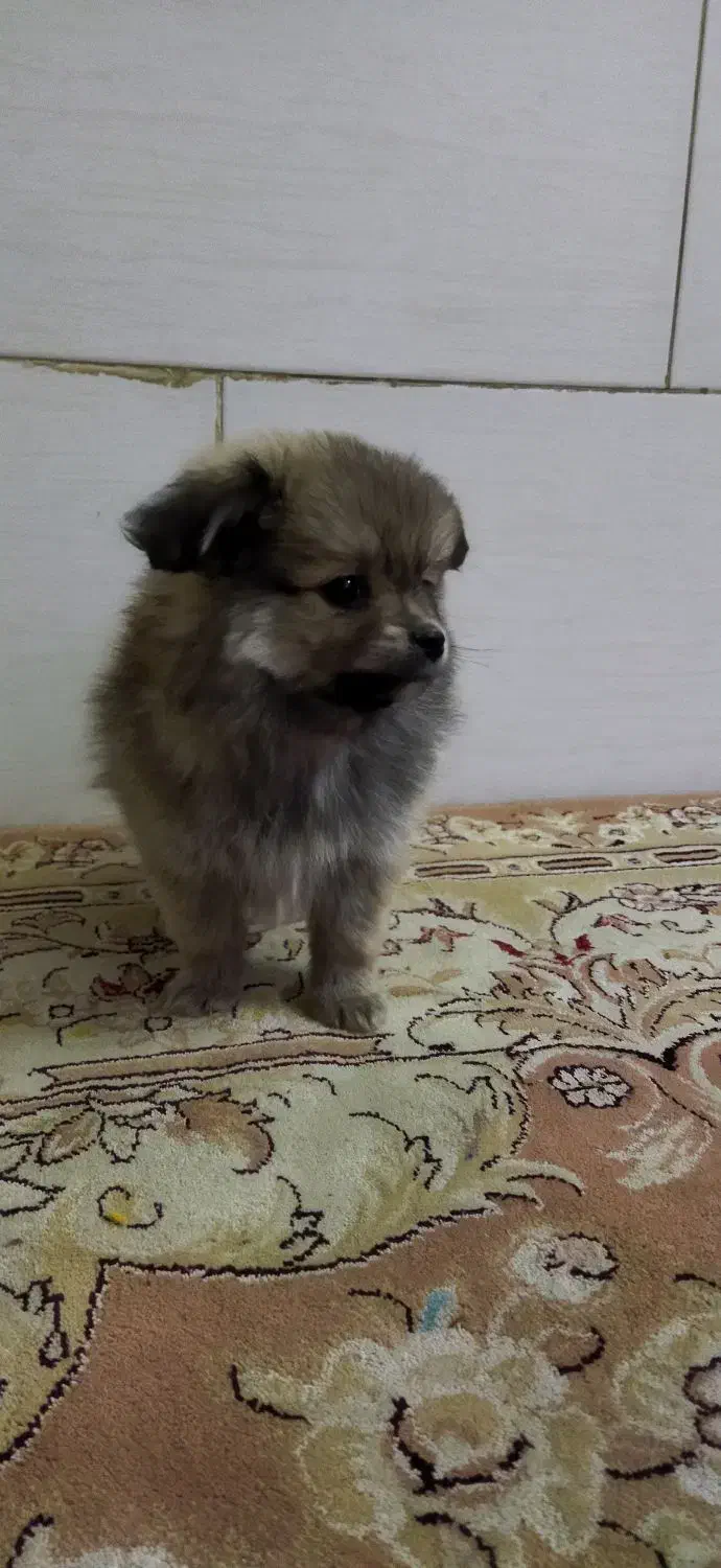 توله پامرانین|سگ|یزد, |دیوار