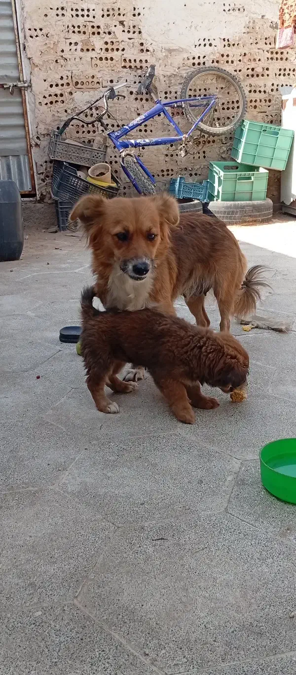 سگ اشپیتزماده با توله|سگ|مشهد, موعود|دیوار