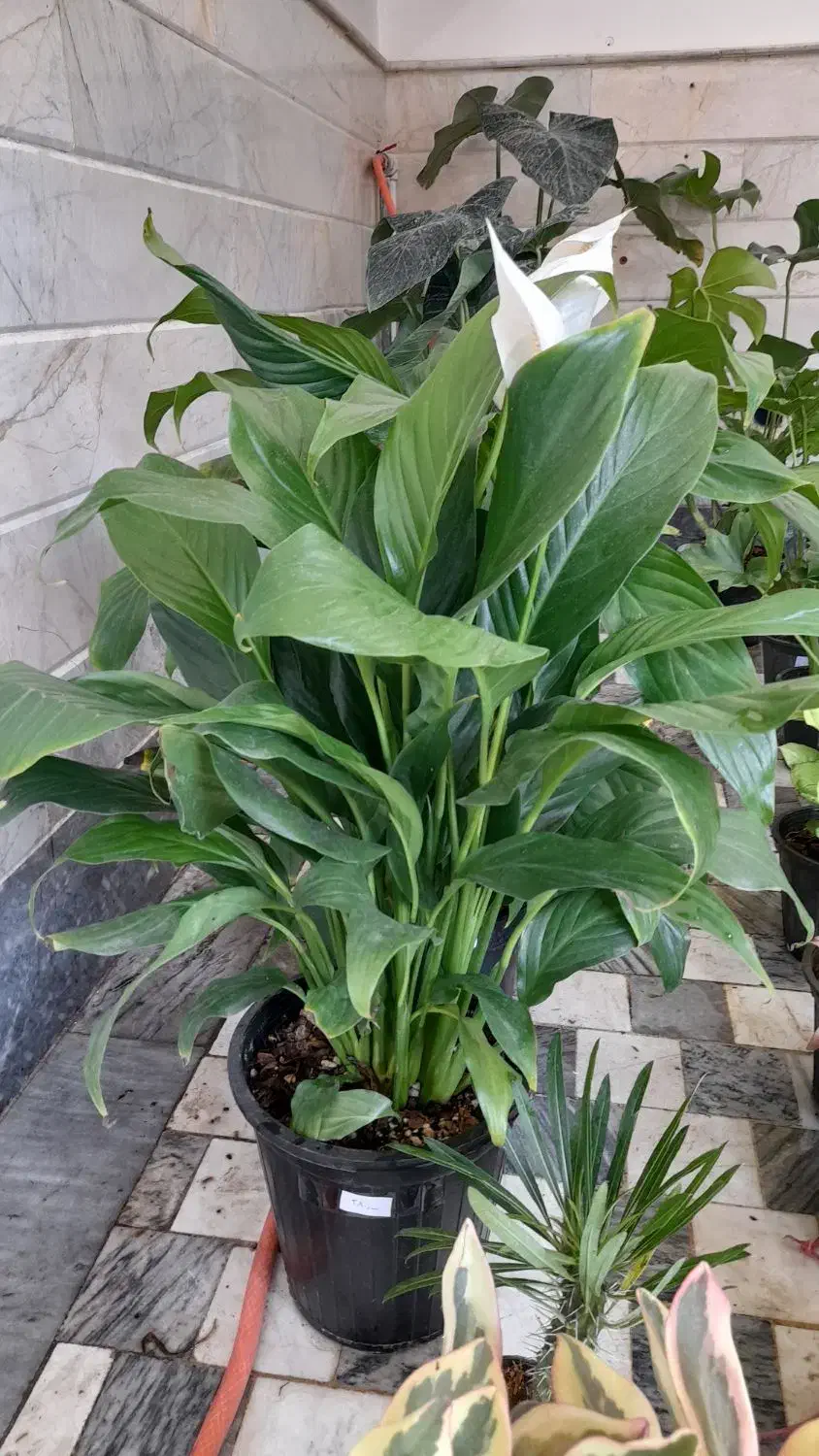 گل گیاه(گیاهان خاص و زیبا|گل و گیاه طبیعی|قم, نیروگاه|دیوار