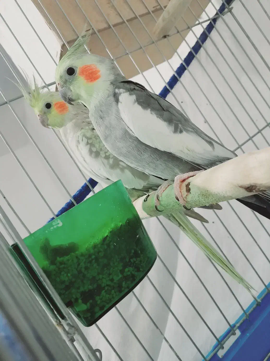 عروس هلندی مولد معاوضه با قناری|پرنده|اهواز, کوی ملی راه|دیوار