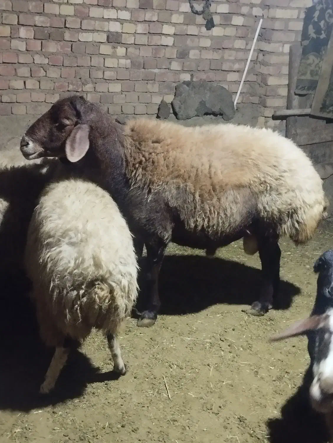 قوچ|حیوانات مزرعه|سنندج, |دیوار