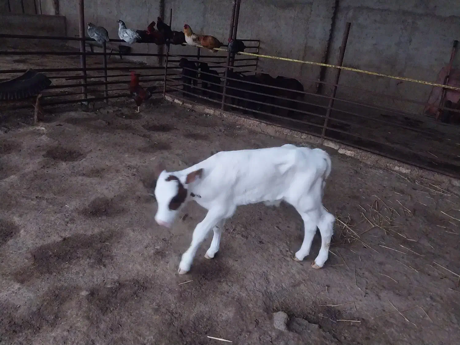 تلیسه تازه زا|حیوانات مزرعه|گرگان, |دیوار