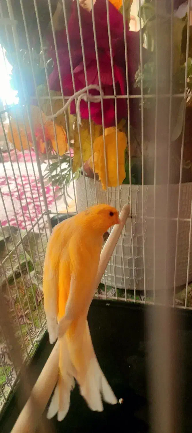 قناری طلایی نر|پرنده|مشهد, دریادل|دیوار