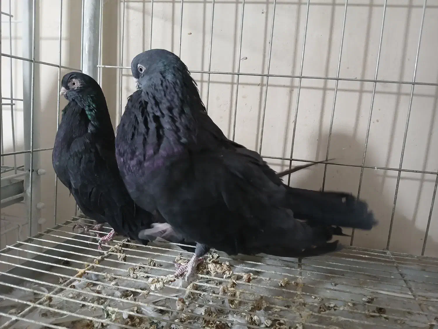 کبوتر نوک قنار سیاه|پرنده|پیر بکران, |دیوار