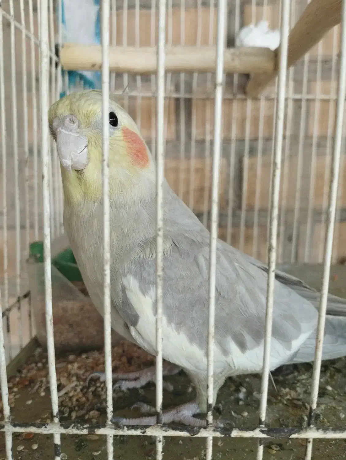 عروس هلندی نیمه دستی|پرنده|رامهرمز, |دیوار