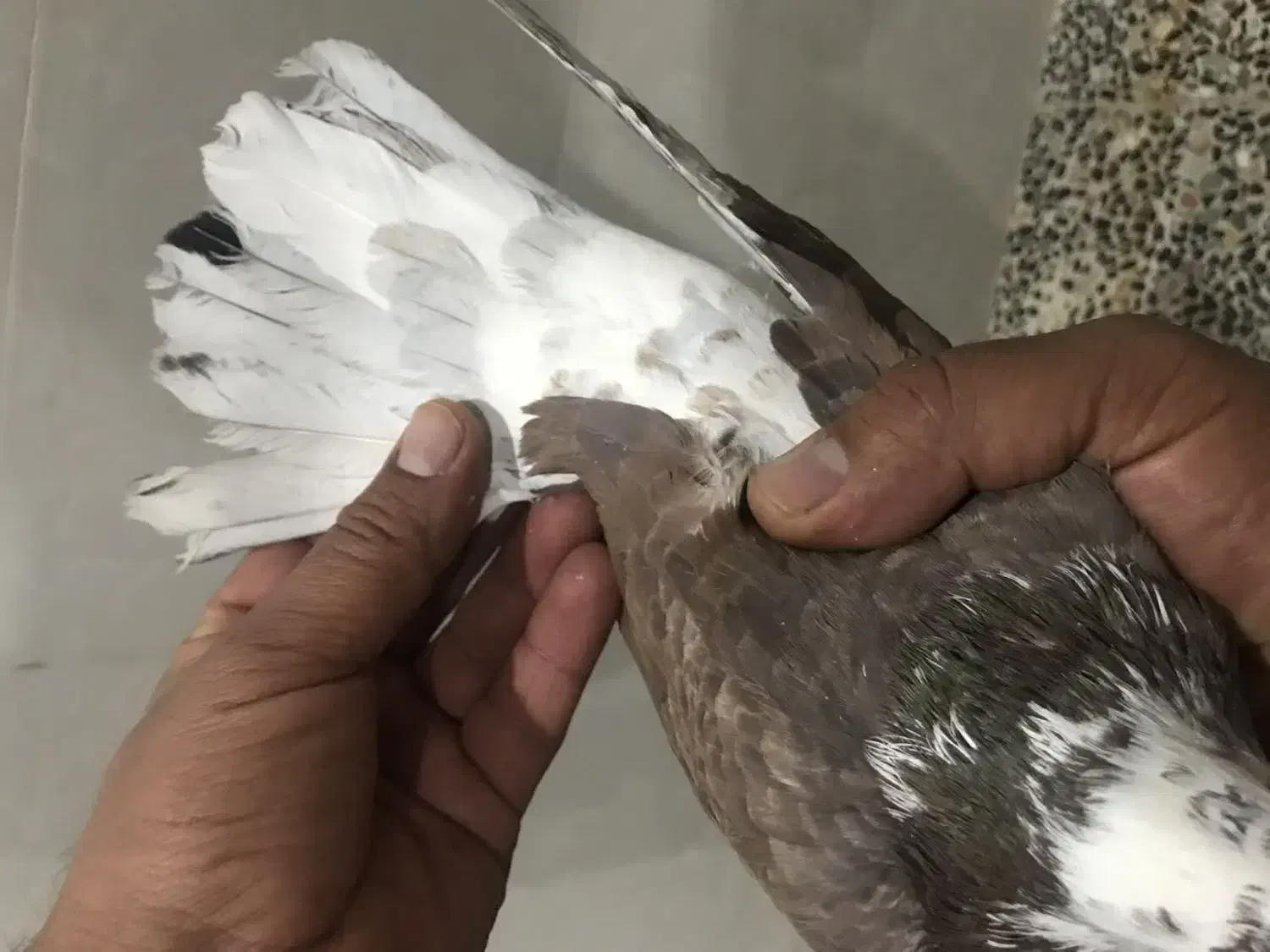 نر سو دار|پرنده|ازنا, |دیوار