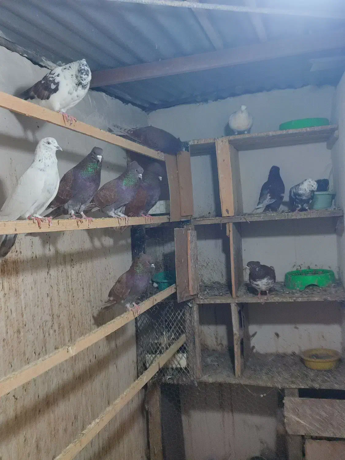 کبوتر یک جا|پرنده|گرگان, |دیوار