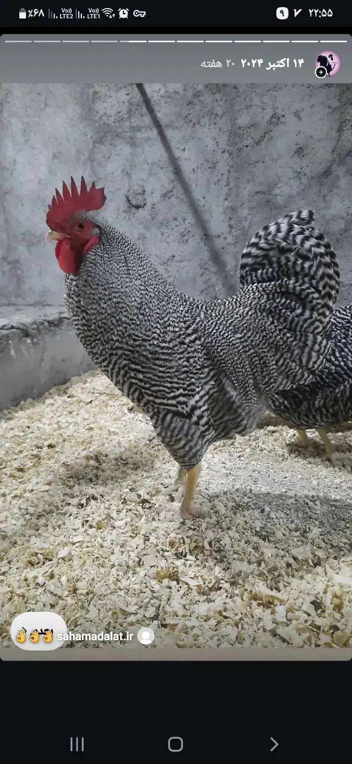 تخم نطفه دار.جوجه.نیمچه.مرغ و خروس آمروک.ویاندت|حیوانات مزرعه|قزوین, |دیوار