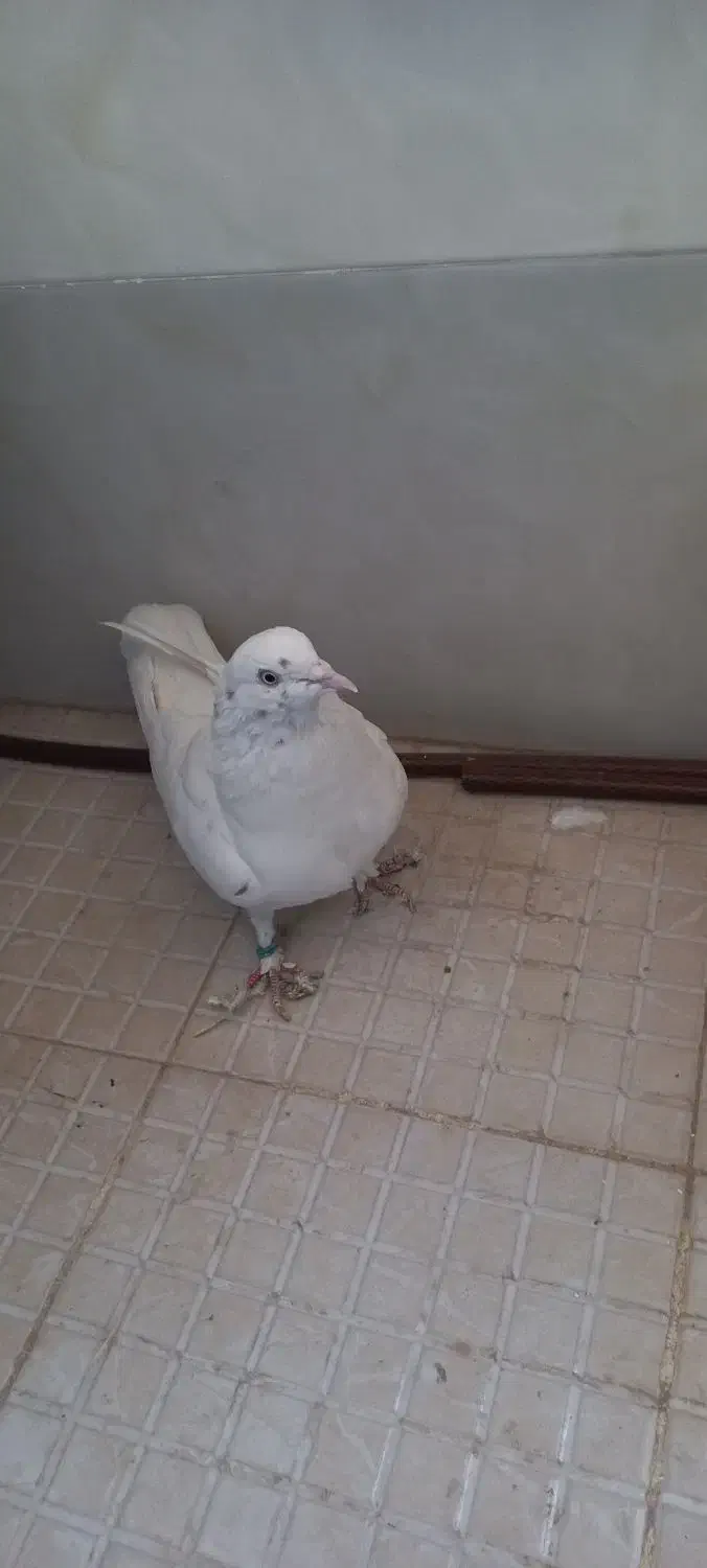 کبوترگرفتنی|پرنده|رباطکریم, نصیرشهر|دیوار