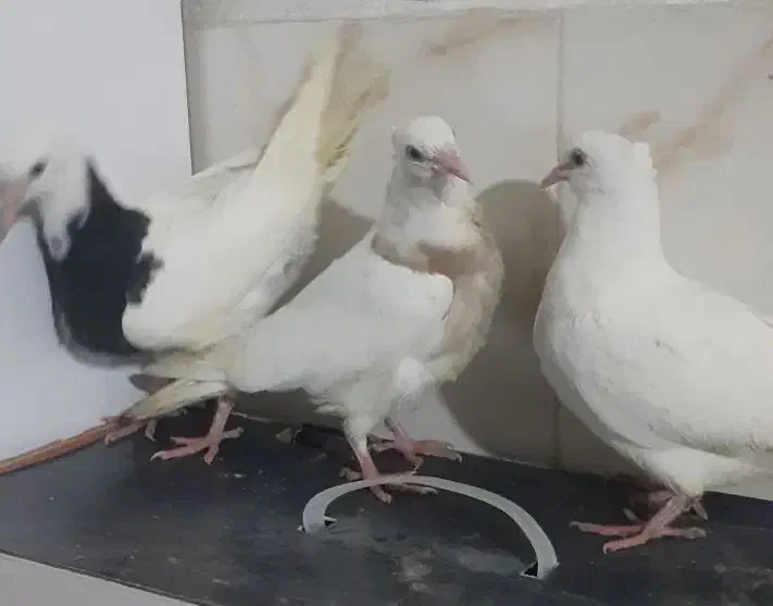 *طوقی دمسفید سار آبی*|پرنده|مشهد, شهید بصیر|دیوار