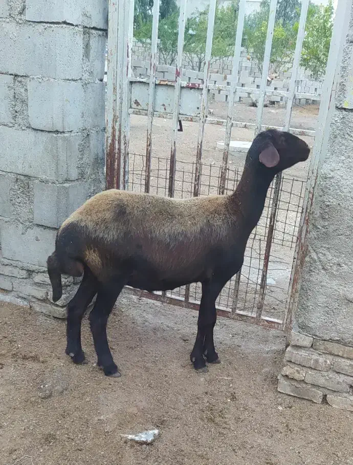 گوسفند یک شکم|حیوانات مزرعه|گنبد کاووس, |دیوار