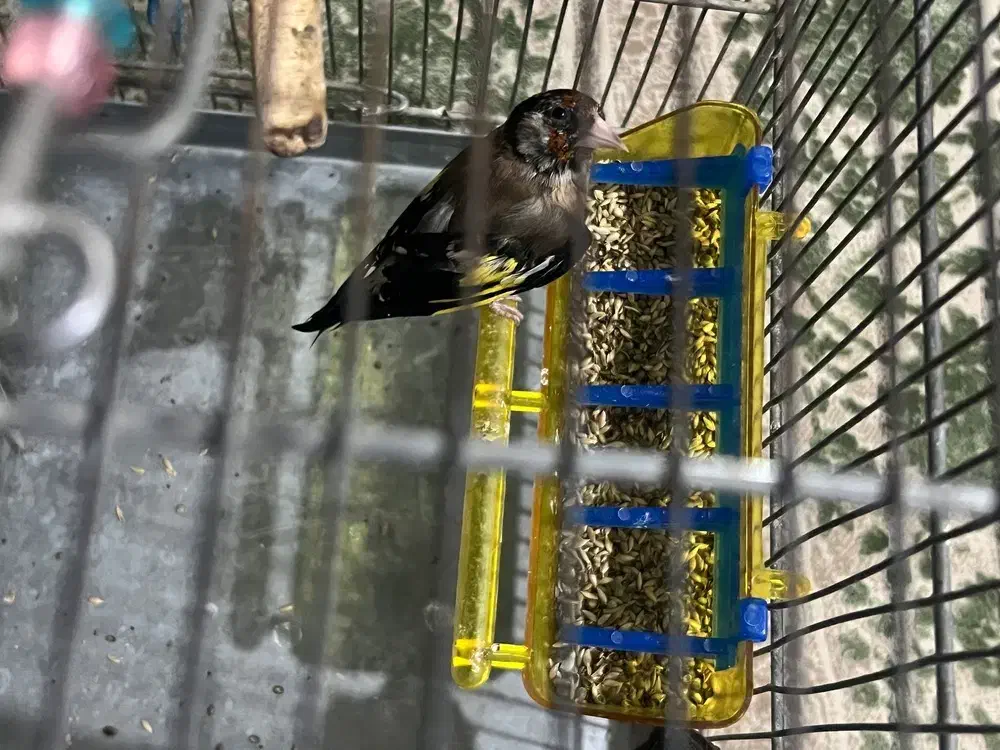 سهره زاغ|پرنده|کرج, کیانمهر|دیوار