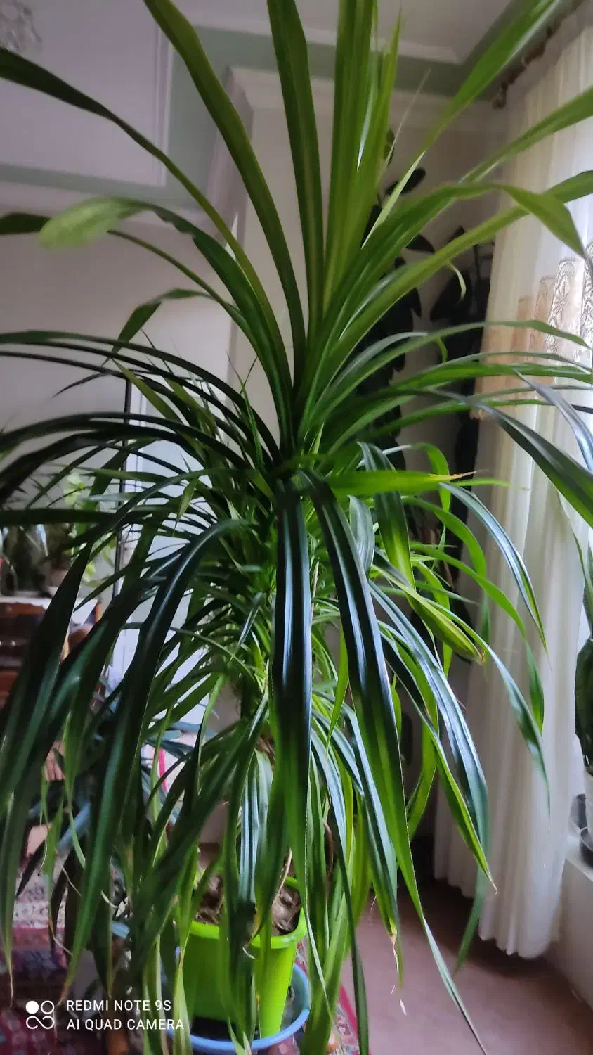 گل وگیاه|گل و گیاه طبیعی|خوی, |دیوار