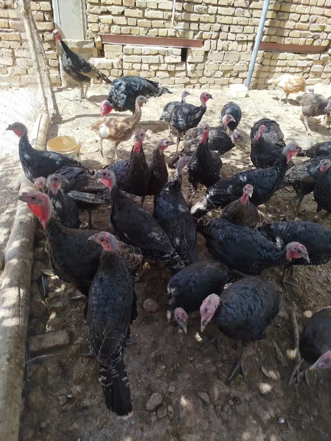 بوقلمون محلی|حیوانات مزرعه|قیدار, |دیوار