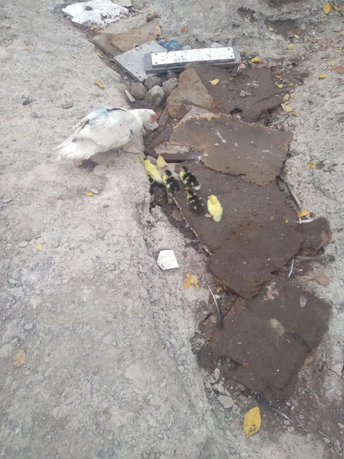 اوردک اسراییلی با جوجه|حیوانات مزرعه|رشت, حومه رشت|دیوار