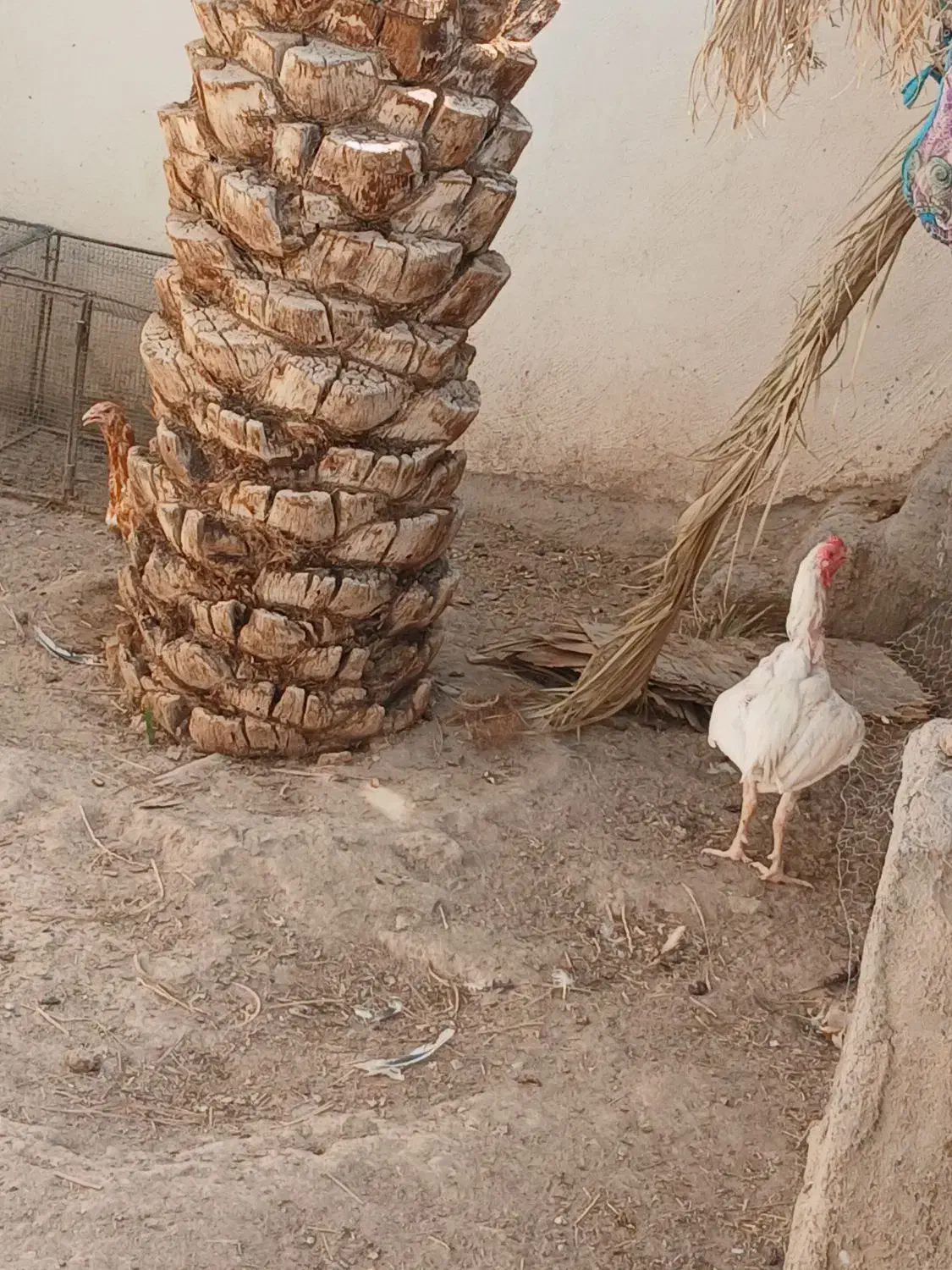 تخم نطفه دار نژاد لاری و گلین|حیوانات مزرعه|بم, |دیوار