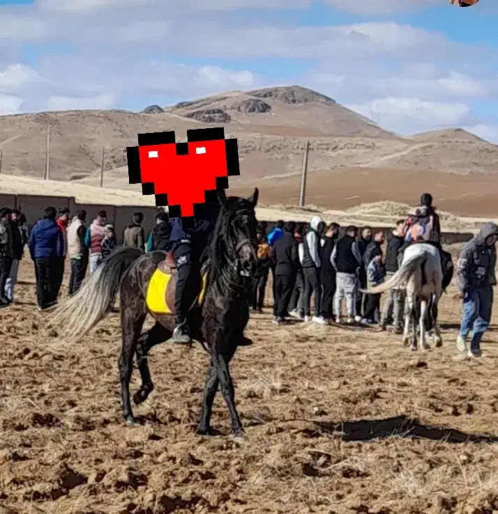 اسب|اسب و تجهیزات اسبسواری|آوج, |دیوار