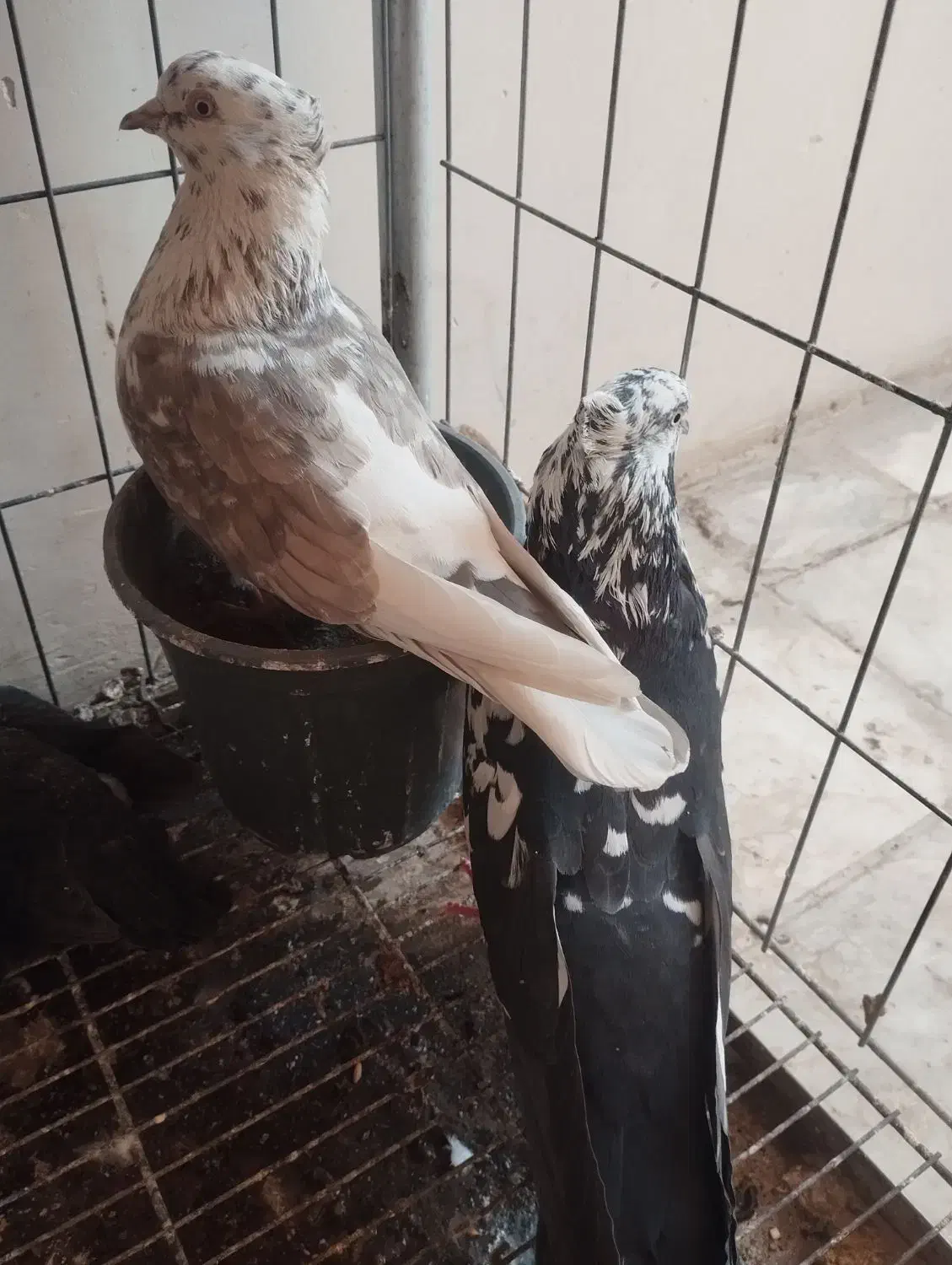 کبوتر|پرنده|اصفهان, شهرک کاوه|دیوار