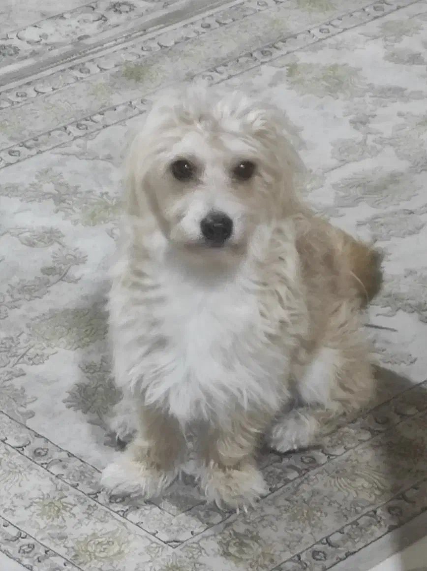 واگذاری سگ اشپیتز|سگ|پرند, فاز ۴|دیوار