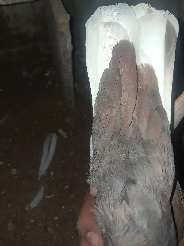 سرخ دم سفید|پرنده|کارون, |دیوار