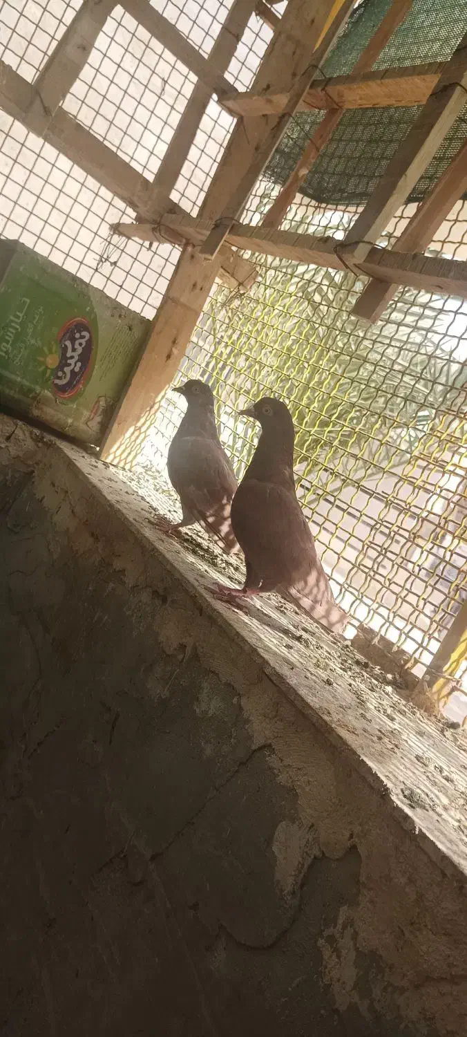 کبوتر اینگلیسی|پرنده|ارزوئیه, |دیوار