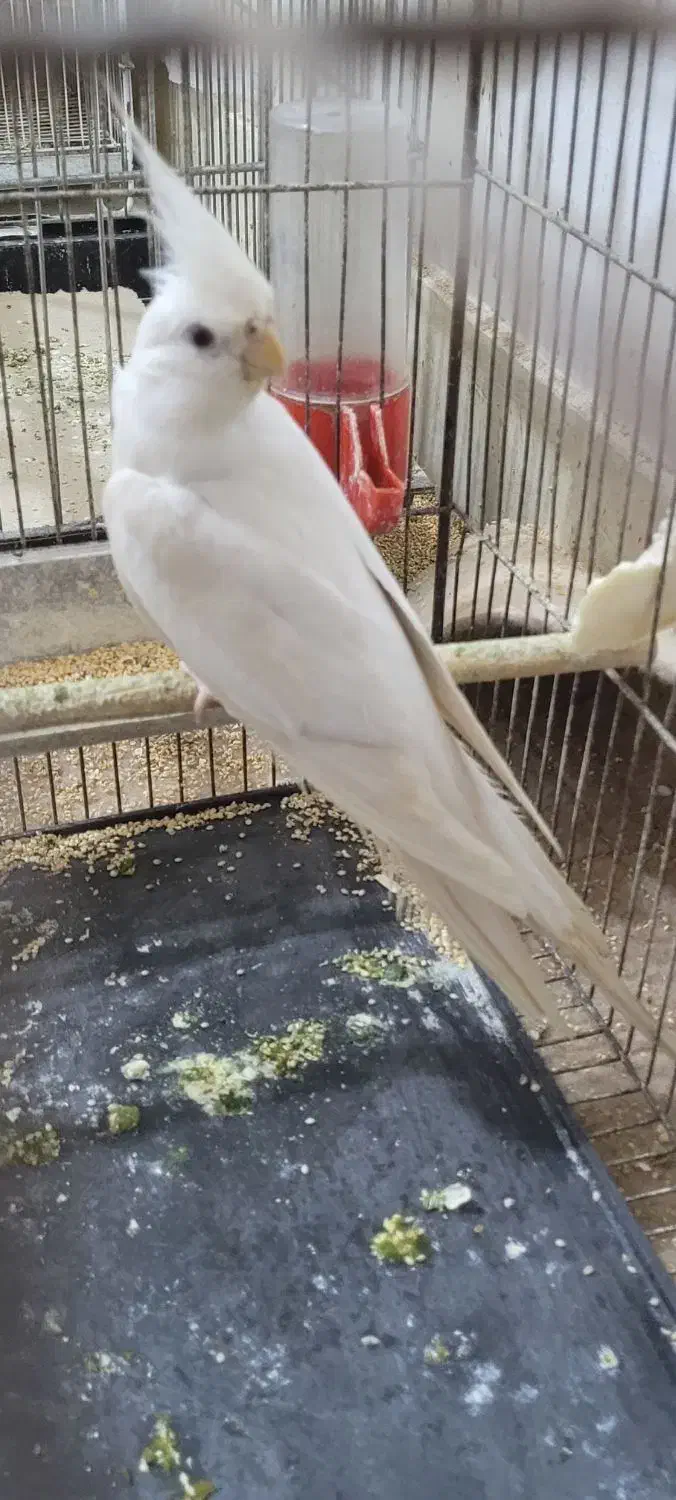 عروس هلندی البینو|پرنده|گلوگاه, |دیوار