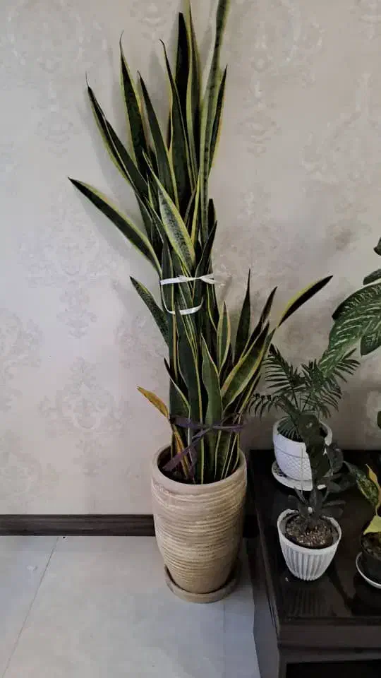 فروشی سانسوریا|گل و گیاه طبیعی|تهران, مجیدیه|دیوار