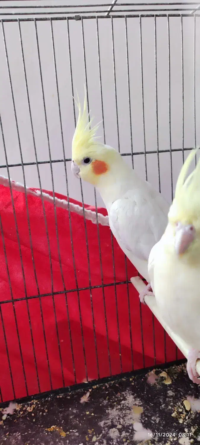 جفت عروس هلندی لوتینو کینگ|پرنده|خواف, |دیوار