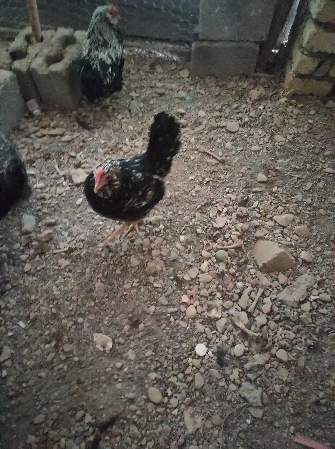 تخم مرغ نطفه دار گلین|حیوانات مزرعه|نجف‌آباد, امیرآباد|دیوار