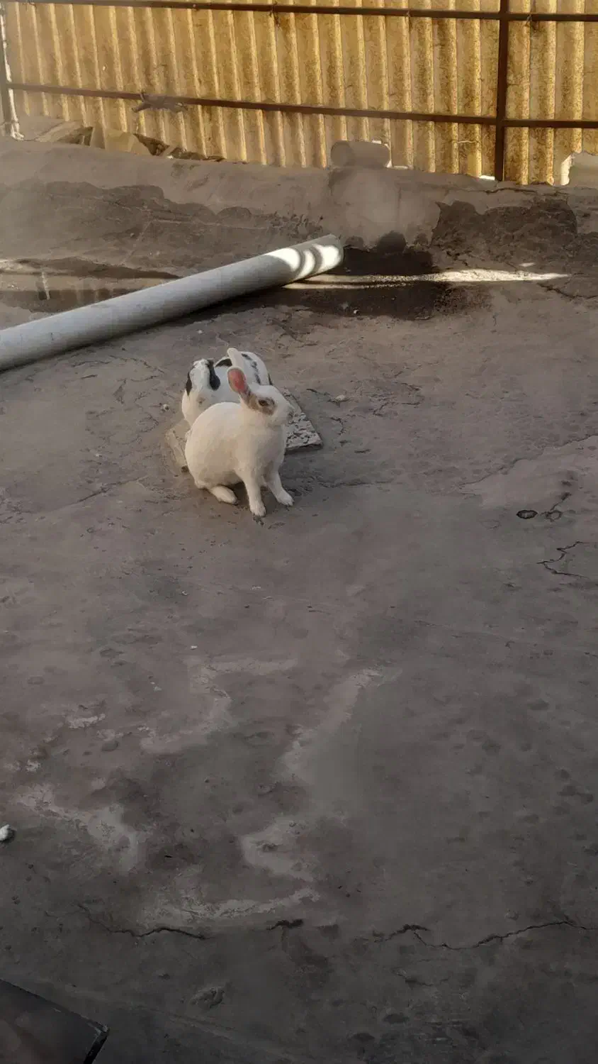 خرگوش|موش و خرگوش|مشهد, سیس‌آباد|دیوار