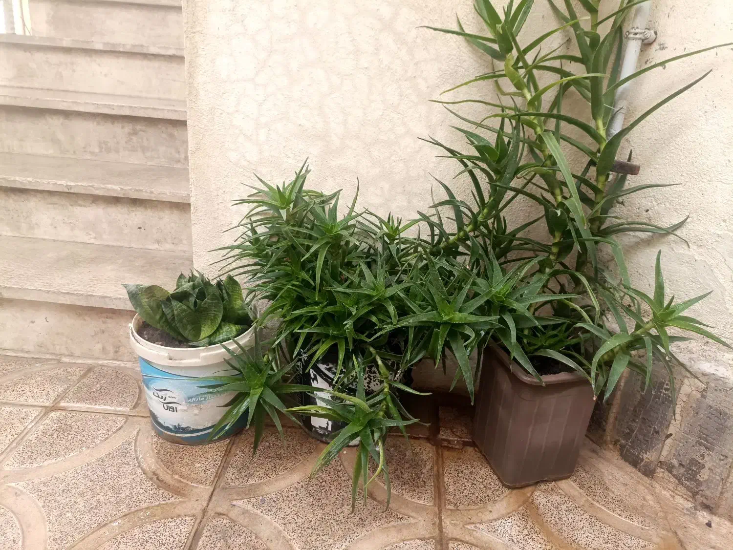 گل خانگی|گل و گیاه طبیعی|کرمانشاه, |دیوار