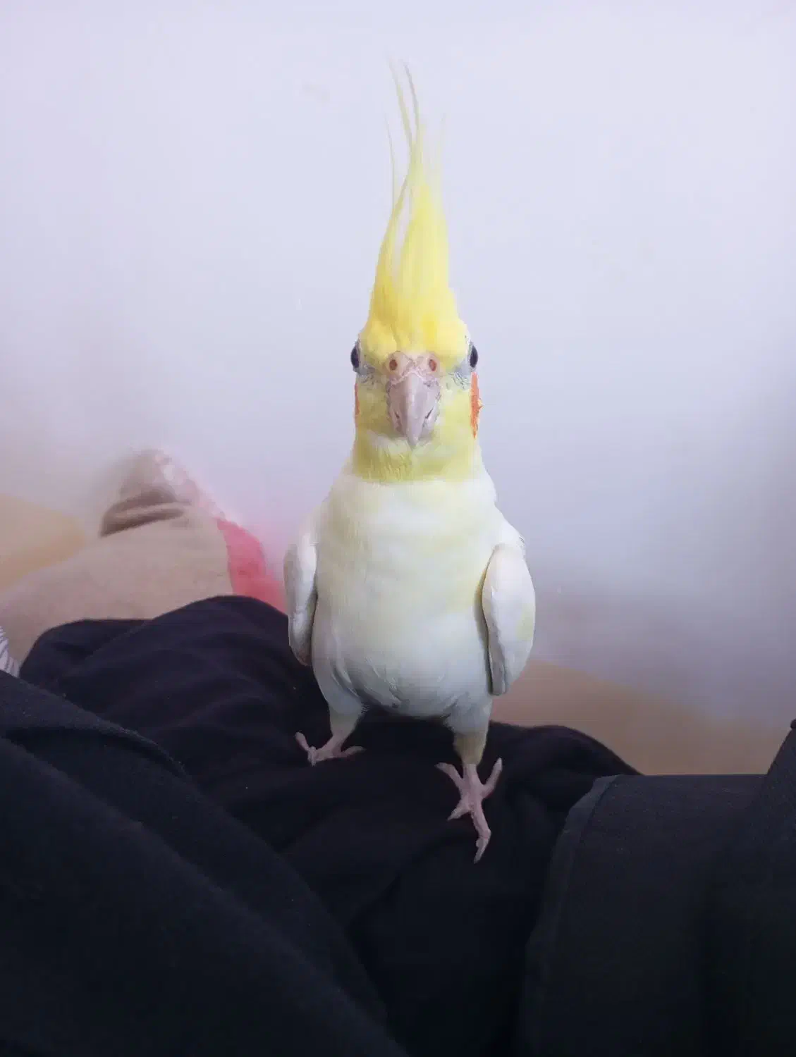 عروس هلندی گم شده در تخت|پرنده|تخت, |دیوار