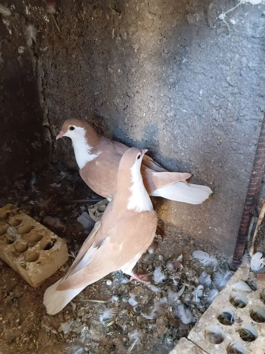 دو جفت جوجه رنگی|پرنده|شوشتر, |دیوار