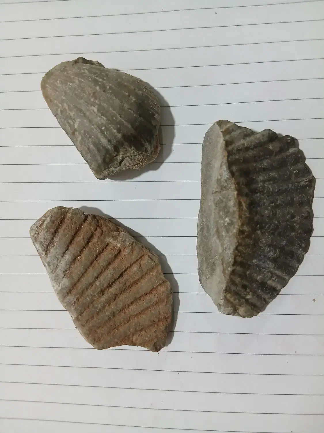 فسیل صدف|کلکسیون اشیاء عتیقه|تهران, میدان ولیعصر|دیوار