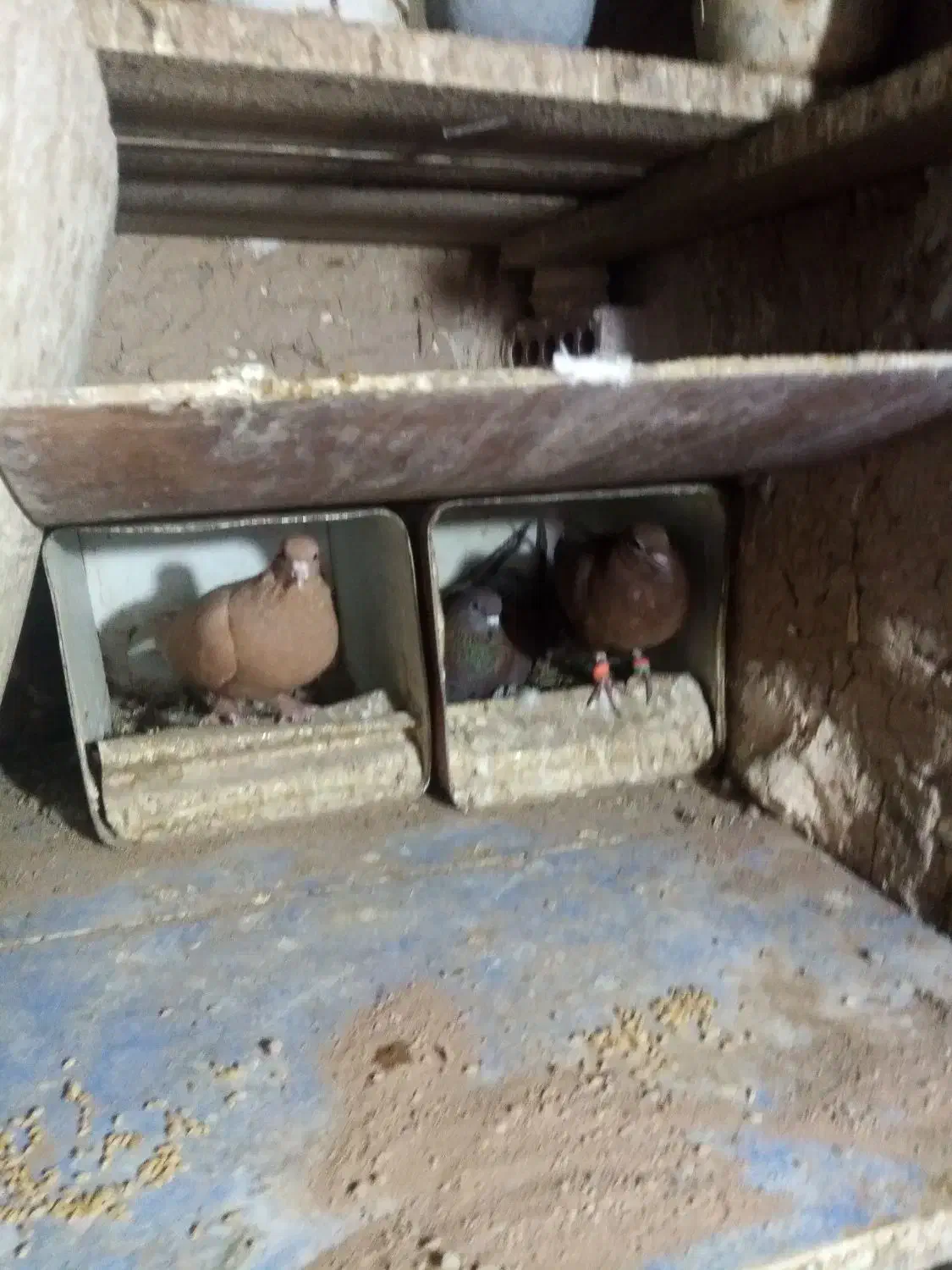 نر وماده زرد دم سفید و سینه سیاه|پرنده|زرند, |دیوار