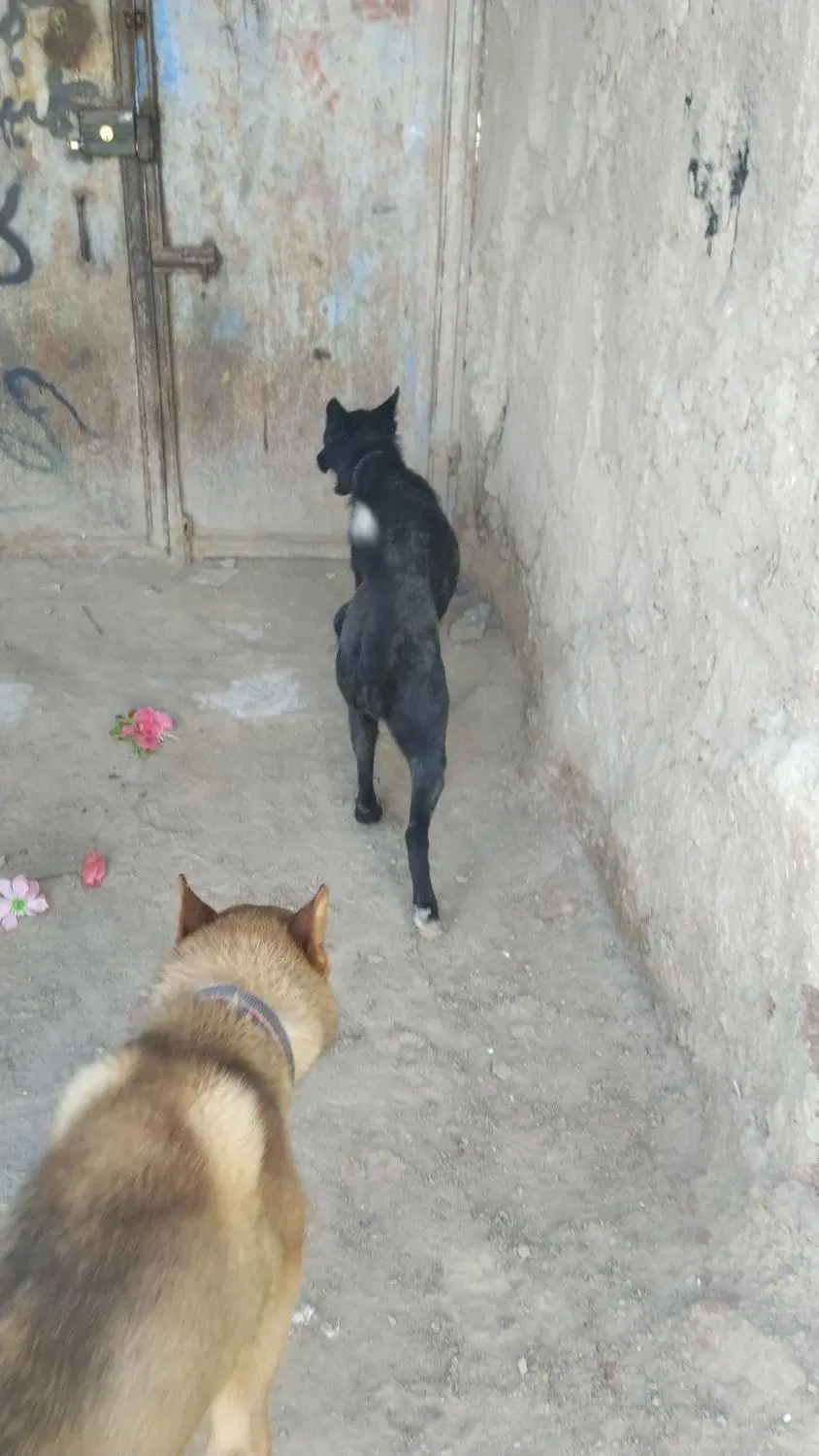 سگ هاسکی|سگ|سراوان, |دیوار