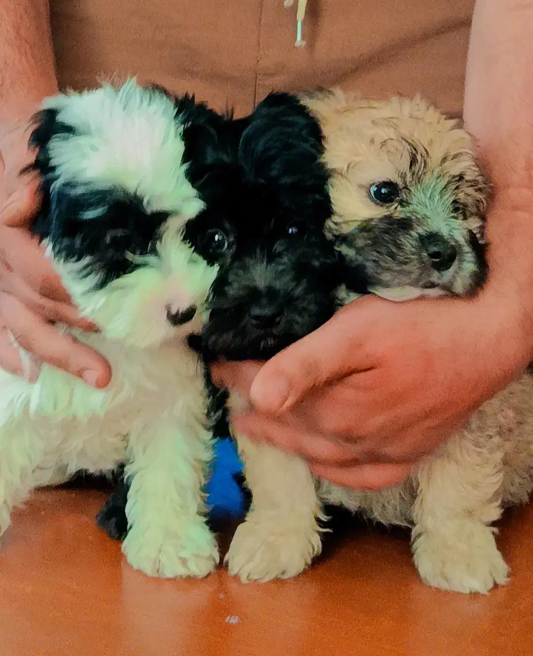 سگ شیت رو پامر|سگ|کرمان, |دیوار